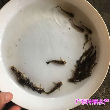 浙江宁波黄骨鱼苗批发四川绵阳黄辣丁鱼苗出售出售