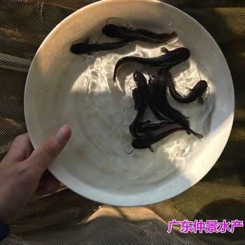 江西抚州黄鲶鱼苗批发江西九江杂交南方大口鲶鱼苗出售