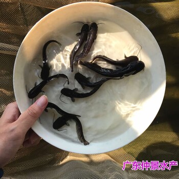 江西撫州黃鯰魚苗批發(fā)江西九江雜交南方大口鯰魚苗出售