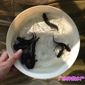 江西撫州黃鯰魚苗批發(fā)江西九江雜交南方大口鯰魚苗出售
