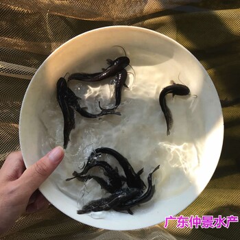 江西抚州黄鲶鱼苗批发江西九江杂交南方大口鲶鱼苗出售