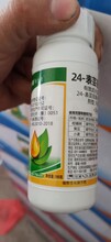 24表芸苔素内脂营养调节剂兰升芸苔素内酯