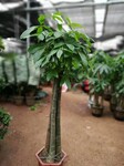 北京花卉公司和北京綠植公司