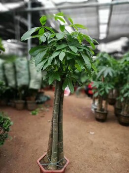 北京办公室植物租赁上门养护绿植盆栽的公司