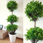 通州租花、通州綠植租擺就找綠苑花卉公司
