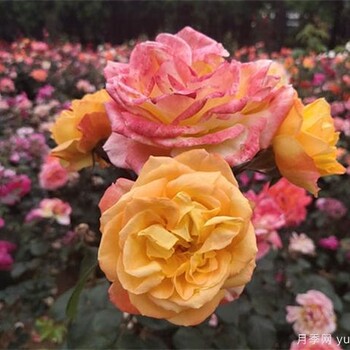 北京賣室外草花，草花價格，北京擺花壇