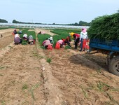 日本大葱种植技术有哪些优势