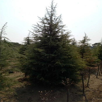 雪松種植基地1米雪松1.5米雪松2米雪松