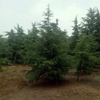 雪松種植基地1米雪松1.5米雪松2米雪松
