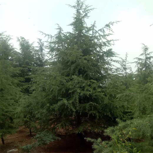 直供雪松樹1米雪松價格1.5米雪松