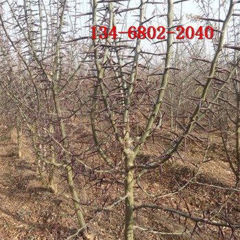 綠化皂角樹好養易活10公分15公分皂角樹