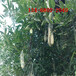  Saponins sinensis with a diameter of 8-10-12cm at breast height is a shade and deciduous tree with a diameter of 15cm