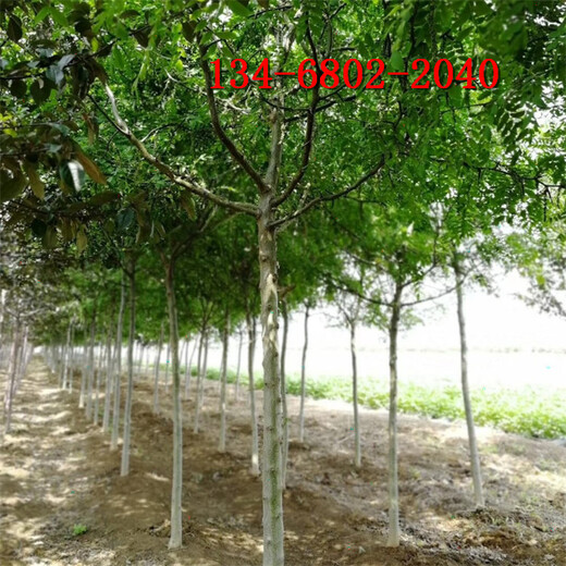 8公分皂角樹10公分15公分20公分皂角樹