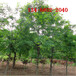 胸径8-10-12公分的皂角树耐阴落叶乔木15公分皂角树