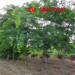 绿化乔木10公分皂角树价格15-16-18-20公分皂角树