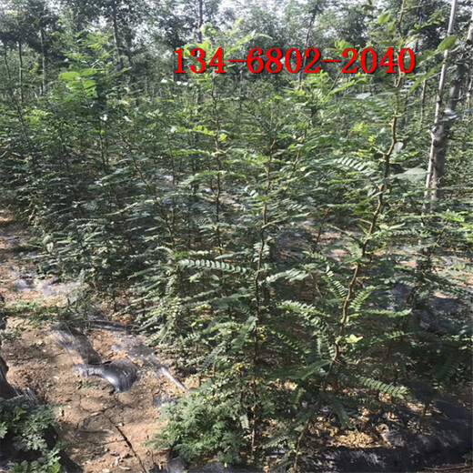 皂角樹(shù)帶土球發(fā)貨3公分4公分5公分6公分8公分皂角小樹(shù)