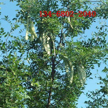 皂角樹綠化樹6公分-8公分-10公分-15公分皂角樹