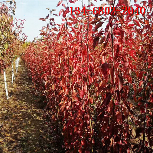 8公分彩葉豆梨-規(guī)格-價格實惠10公分彩葉豆梨