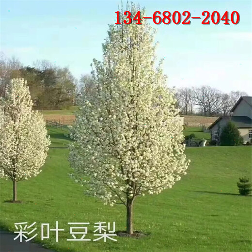 彩葉豆梨地徑8公分10公分彩葉豆梨