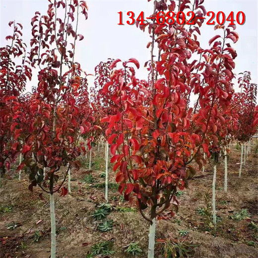 8公分彩葉豆梨-10公分-15公分彩葉豆梨