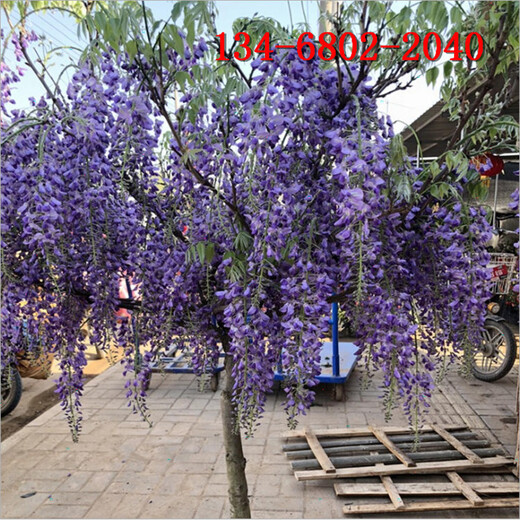紫藤,1米高紫藤花苗,1.5公分2公分紫藤树