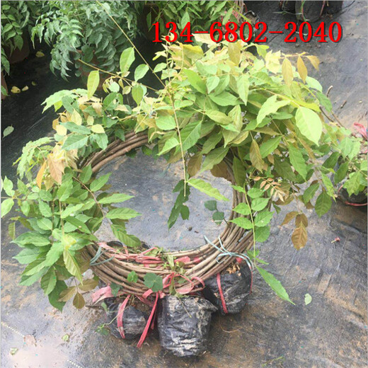 紫藤花苗,1米高紫藤樹苗產(chǎn)地便宜
