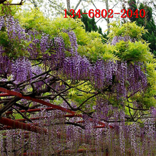 1公分-2公分紫藤當(dāng)年紫藤花小苗