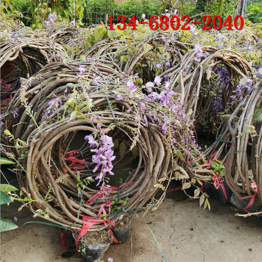 紫藤樹苗地徑1公分2公分3公分紫藤裝車價