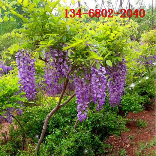 重瓣紫藤1米紫藤树~2米紫藤树4公分紫藤树