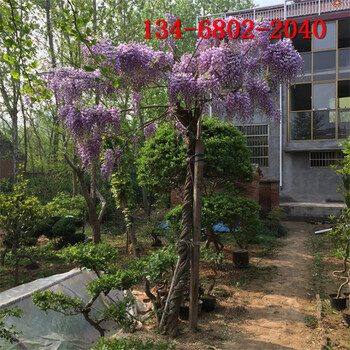 爬藤植物紫藤小苗1公分2公分3公分紫藤苗