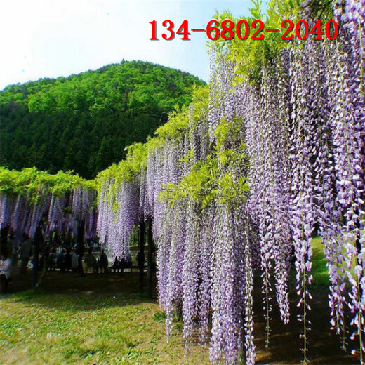 紫藤花規(guī)格3公分4公分5公分紫藤