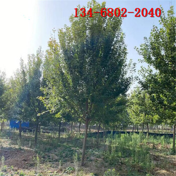 基地5公分8公分10公分五角楓