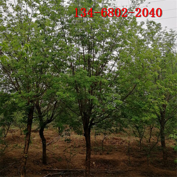 基地5公分8公分10公分五角楓