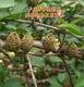 連翹苗河南