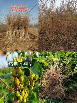 兩年連翹苗高度0.8-1米粗度0.5-1公分2年藥用三號(hào)連翹苗