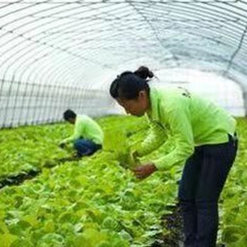 赴韩国出国劳务蔬菜种植工货运司机叉车男女不限月薪1.7-3万2024新+排名一览