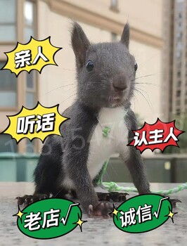 寵物松鼠赤腹松鼠多少錢一只