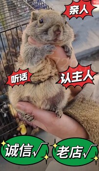 寵物松鼠赤腹松鼠多少錢一只