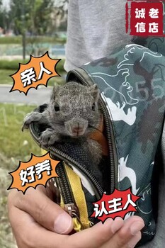 寵物松鼠赤腹松鼠多少錢一只
