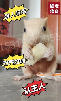 寵物松鼠赤腹松鼠多少錢一只