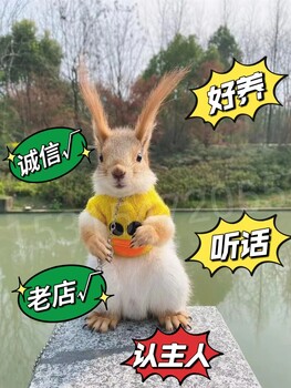 寵物松鼠赤腹松鼠多少錢一只