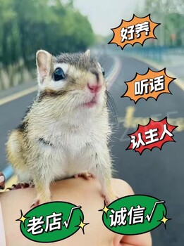 寵物松鼠赤腹松鼠多少錢一只