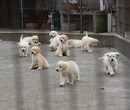 宁德市金毛犬价格幼犬怎么养图片