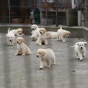 寶雞市出售雙血金毛犬幼犬怎么養(yǎng)