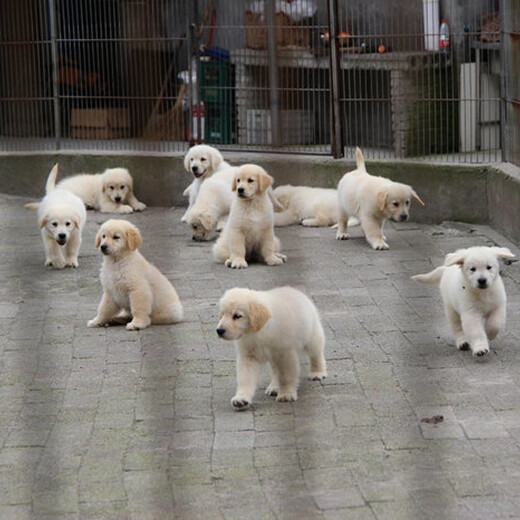 肇庆市哪里出售金毛犬幼犬怎么挑选