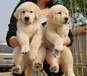 韶關市出售雙血金毛犬幼犬怎么挑選
