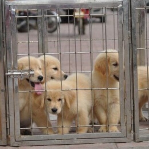 安康市出售双血金毛犬品种