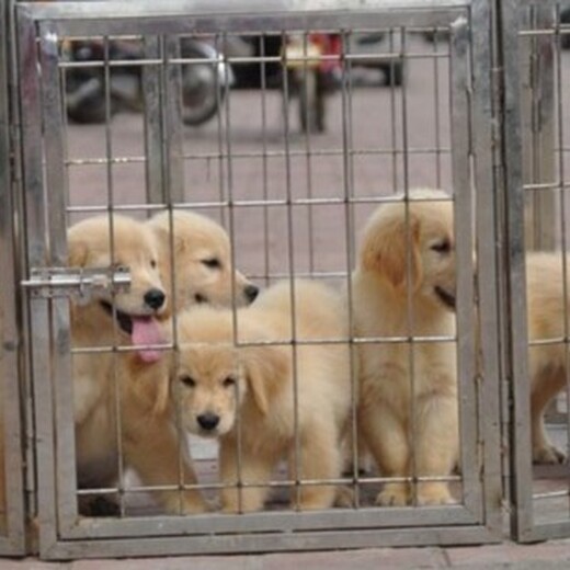 蘇州市哪里出售金毛犬品種