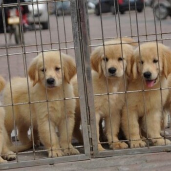 凉山州金毛犬价格品种