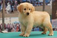 嘉興市哪里賣金毛犬幼犬怎么養(yǎng)